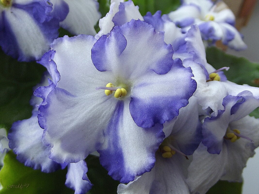 Фиалки - Freddy 97