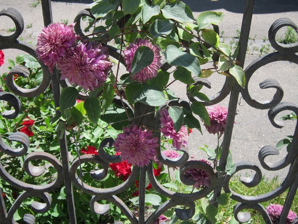 Георгины - Дмитрий Никитин