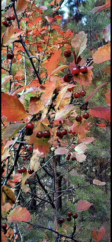 Боярка - Марина 