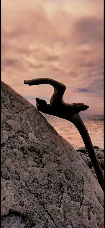 Чайка - Марина 