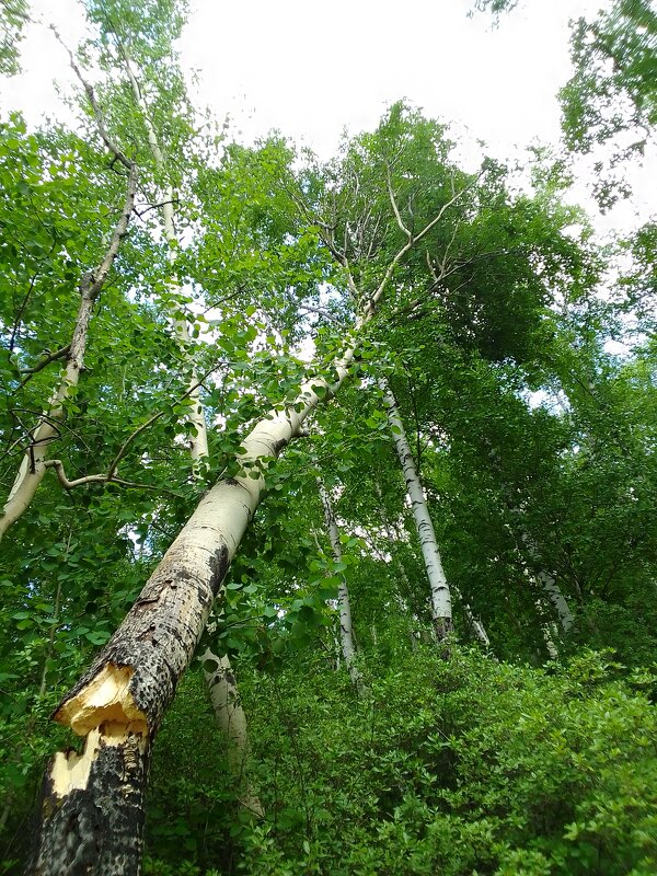 Упала осина - Екатерина Панова