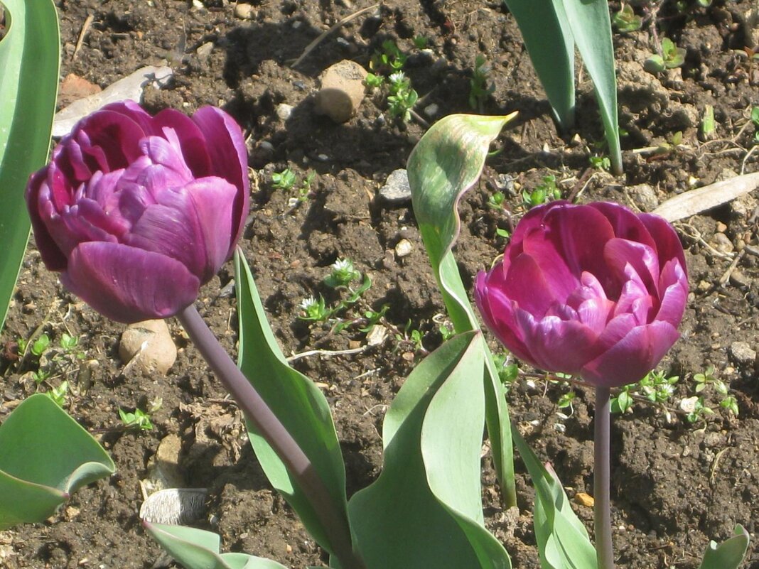 Два брата лиловых - Дмитрий Никитин