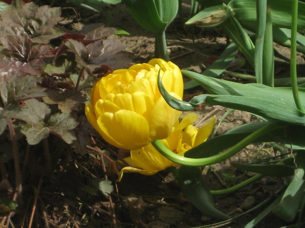 Тюльпан Помпонетте - Дмитрий Никитин