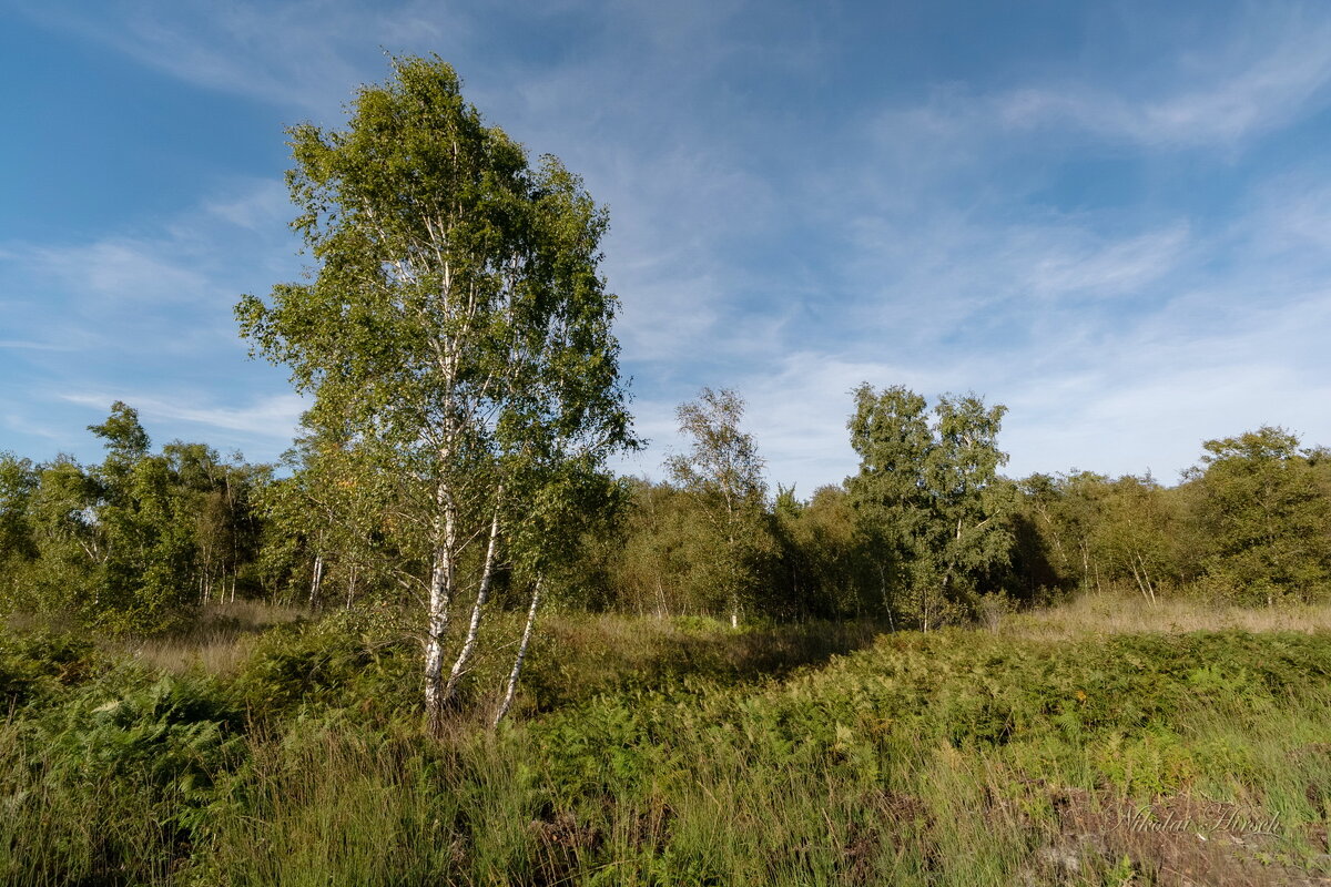 Про берёзку... - Николай Гирш