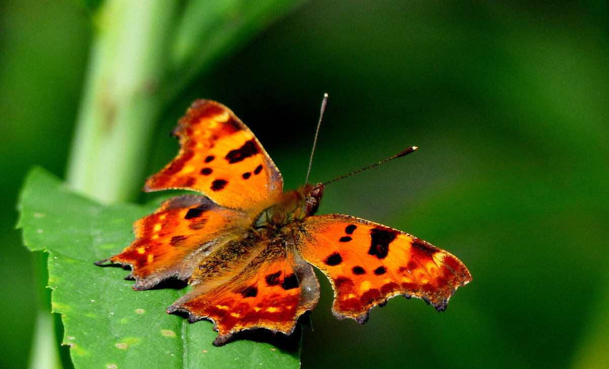 опять про бабочек...213 - Александр Прокудин