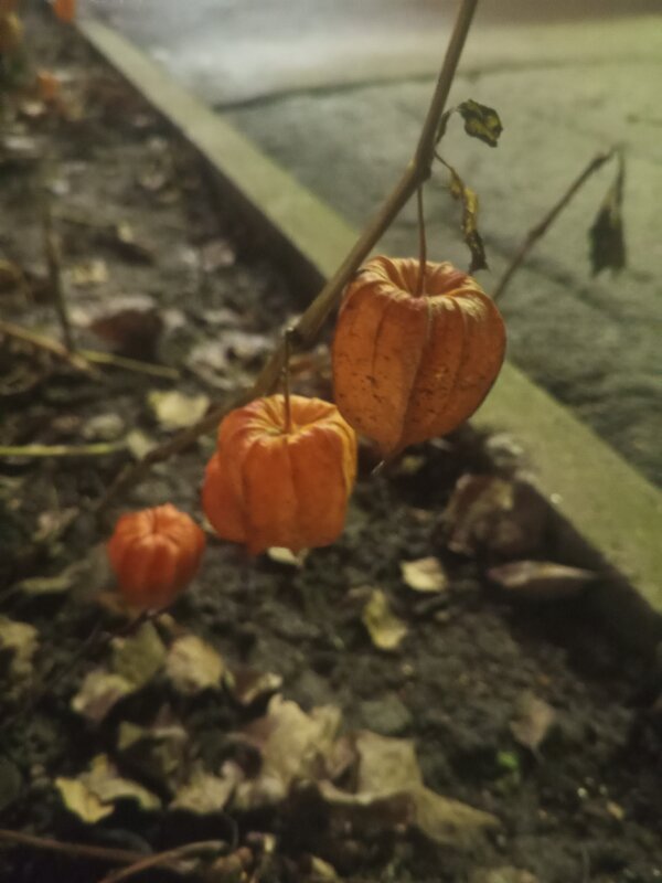 Физалис - Сапсан 