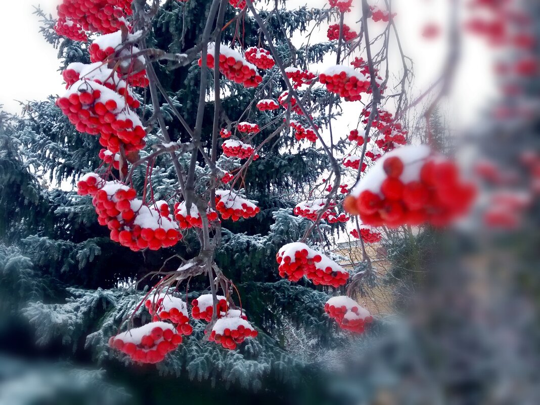 Природа нас снежком слегла порадовала,но не надолго - Galina Solovova