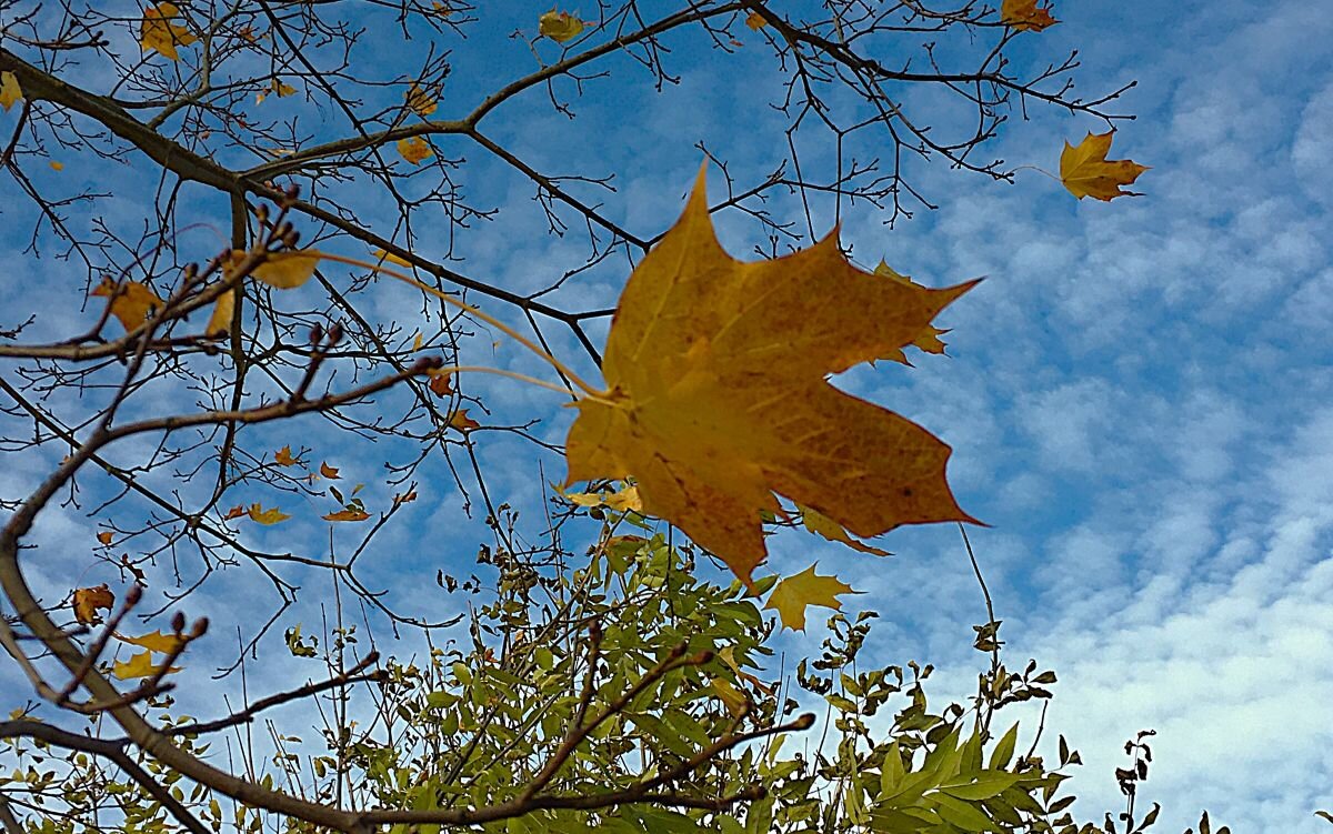 ***лист кленовый*** - Olga Oskolkova