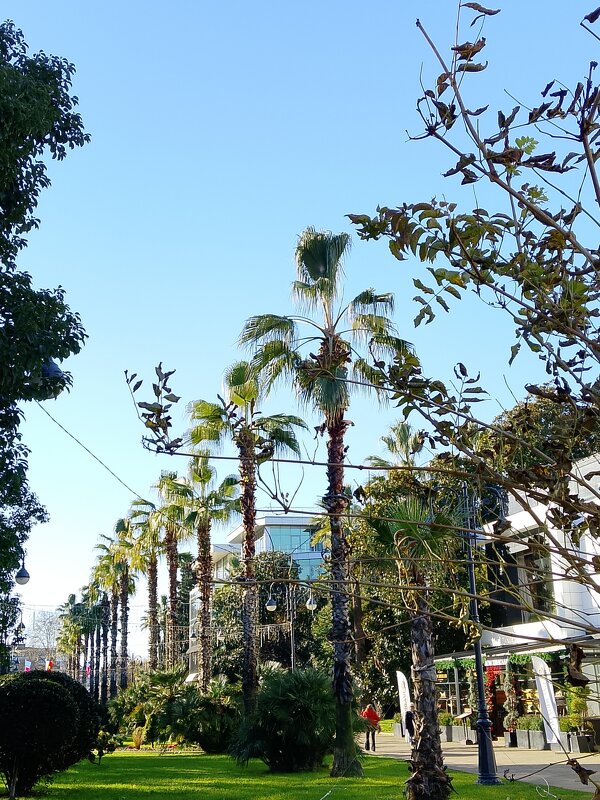 Навагинская улица Сочи - Tata Wolf