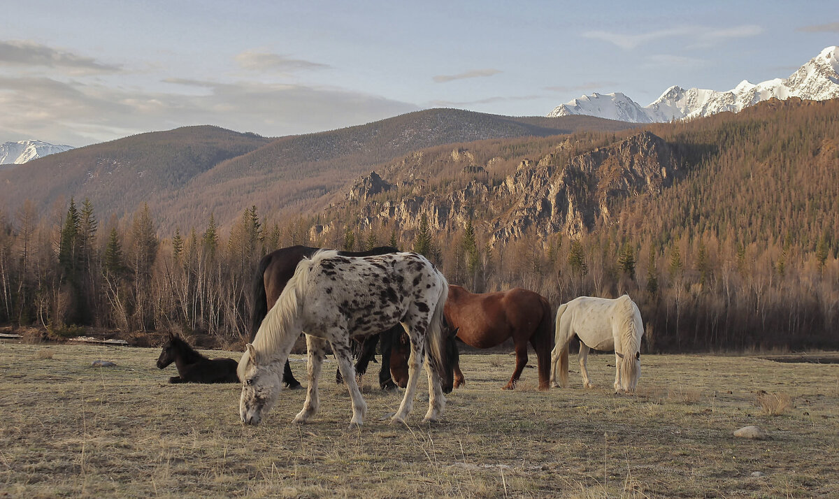 Летом, в горах Алтая - елена беликова