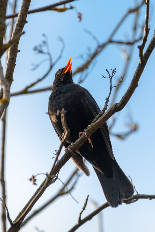 Черный дрозд - Владимир Лазарев