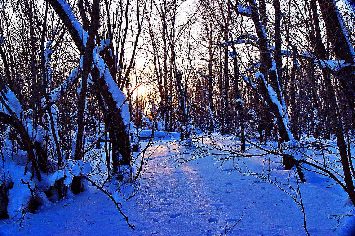Январь...Вечер на левобережье Юганской Оби. - Владимир 
