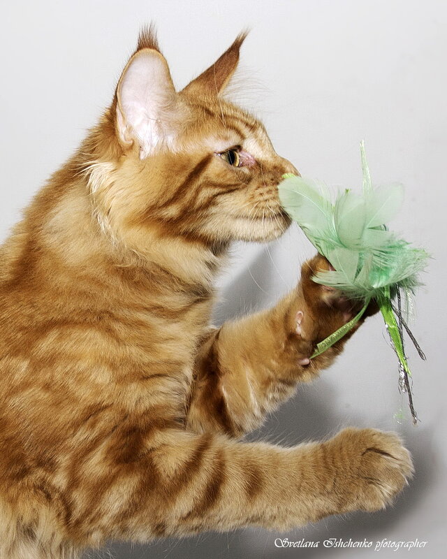 Мейн-кун - Светлана Ищенко