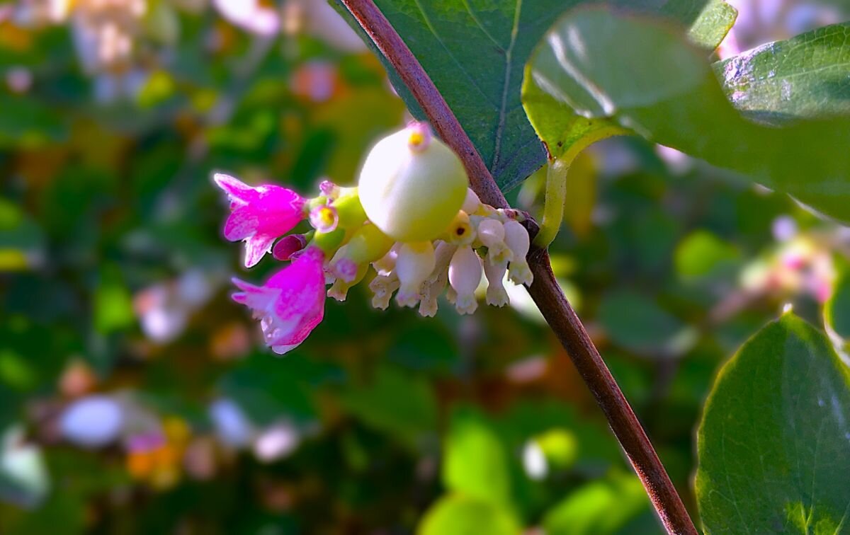 ***снежноягодник в осени*** - Olga Oskolkova