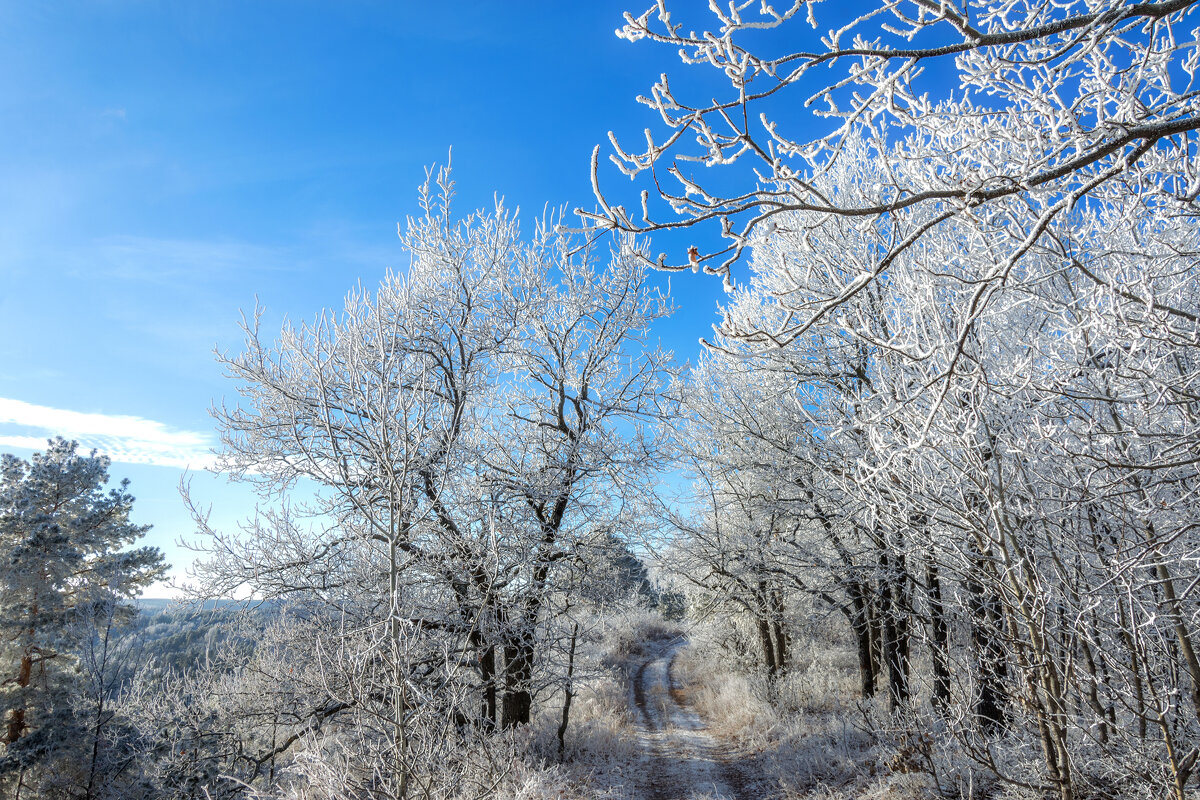 В морозной тишине - Наталья Димова