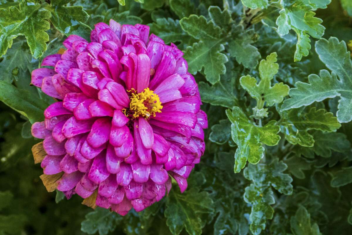 Циния Акапулько - Валентин Семчишин
