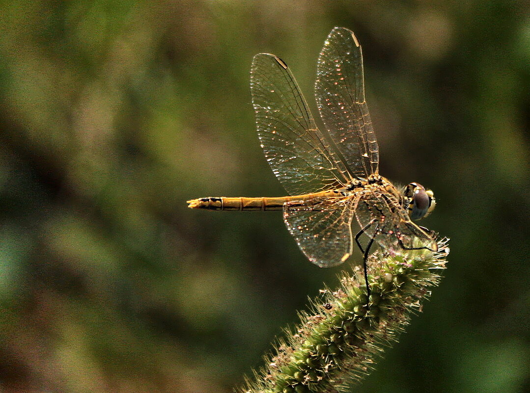 ...крылья... - Александр Герасенков