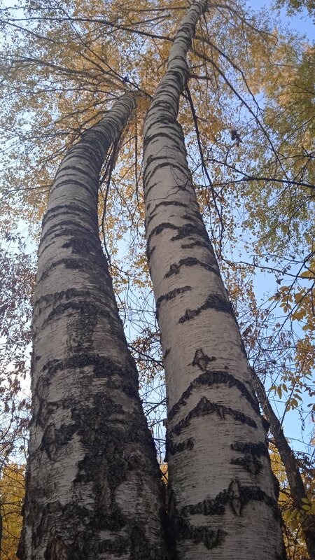 прекрасный октябрь - Елена Шаламова