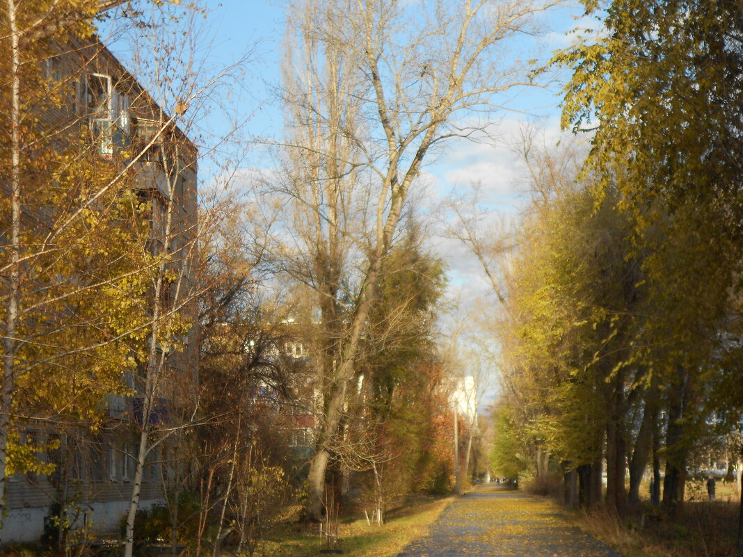 такой разный ноябрь - Елена Шаламова