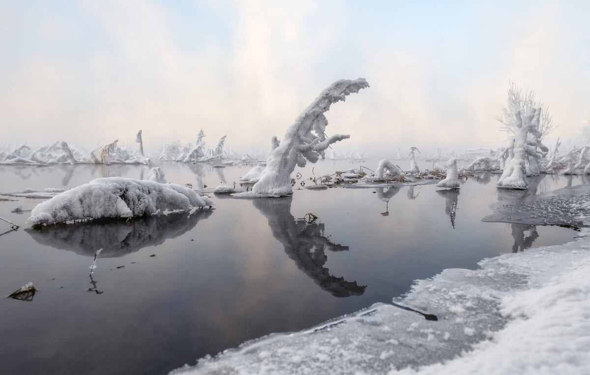 Зимние жители на прогулке - Марина Фомина.