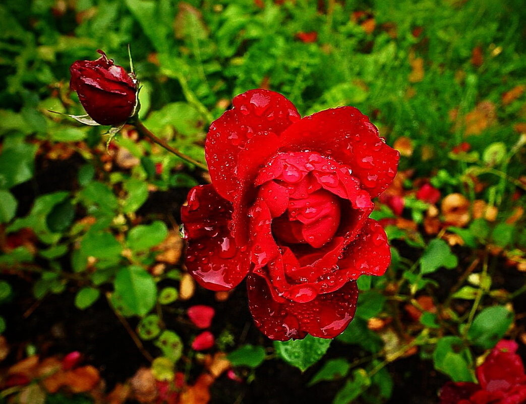 дождик прошел... - Александр Герасенков