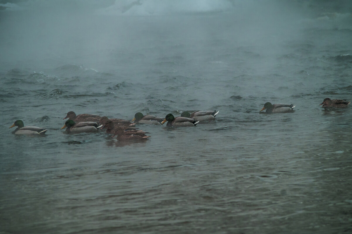 Мой город - ЗИМА УТКИ-утки - Владимир Максимов