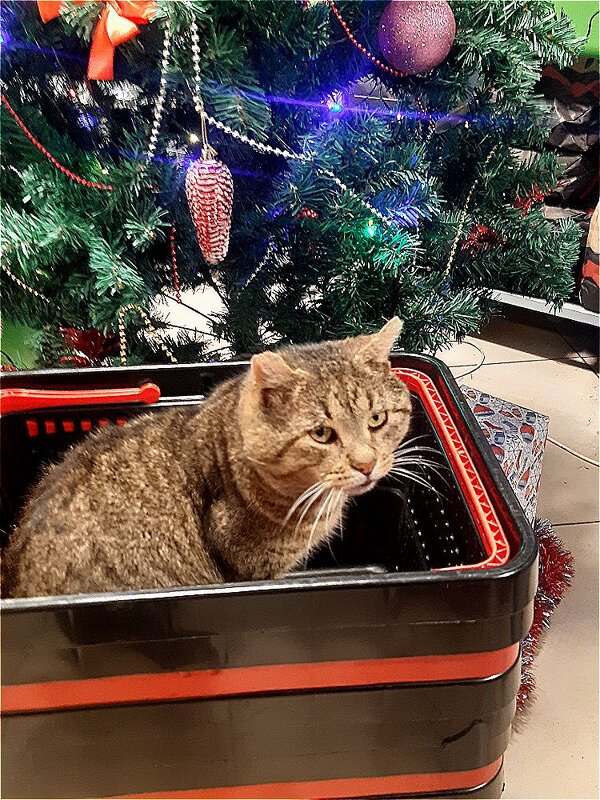 Васик старожил нашего магазина! - Нина Андронова