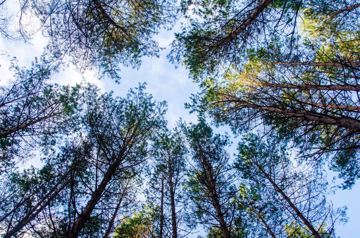 Радужный лес. - Галина Ложечникова
