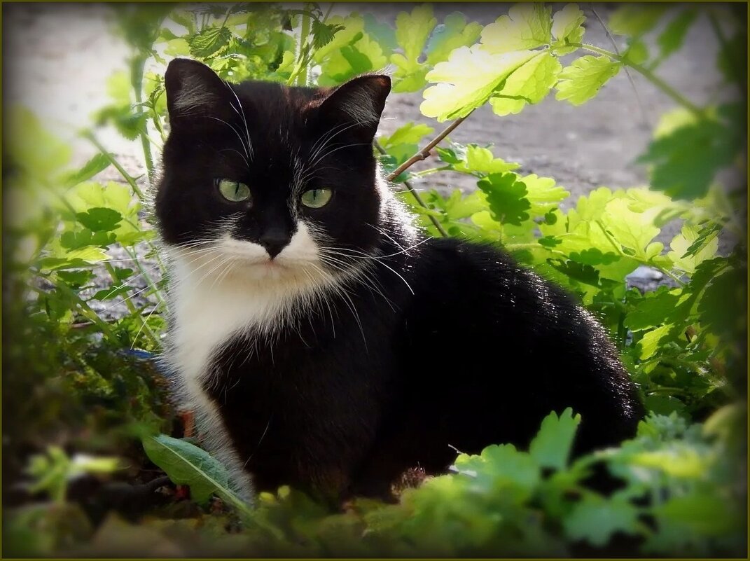 Красотка - Валентина Надсон