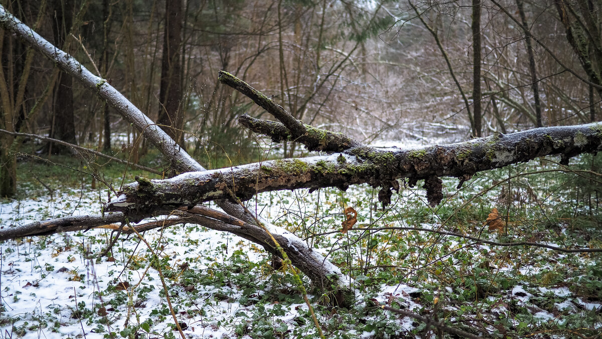 По Лесным Дорожкам - юрий поляков