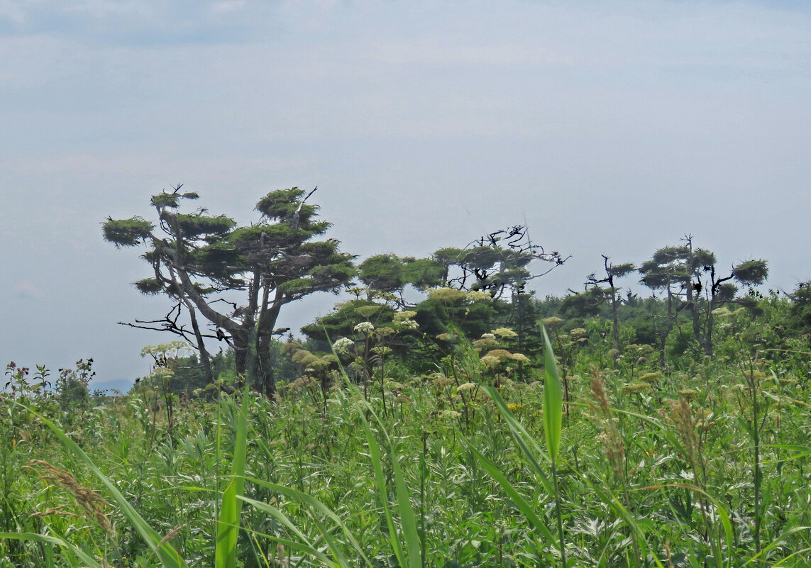 Японские сосны. - ИРЭН@ .