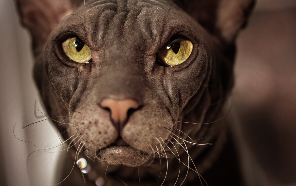 Серьёзный..., но добрый внутри) - Лилия .