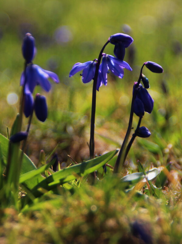 Голубенький чистый весенний цветок... - Татьян@ Ивановна
