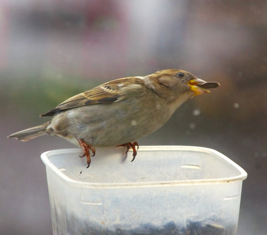 Воробьиха редкая птица ! - Юрий Куликов