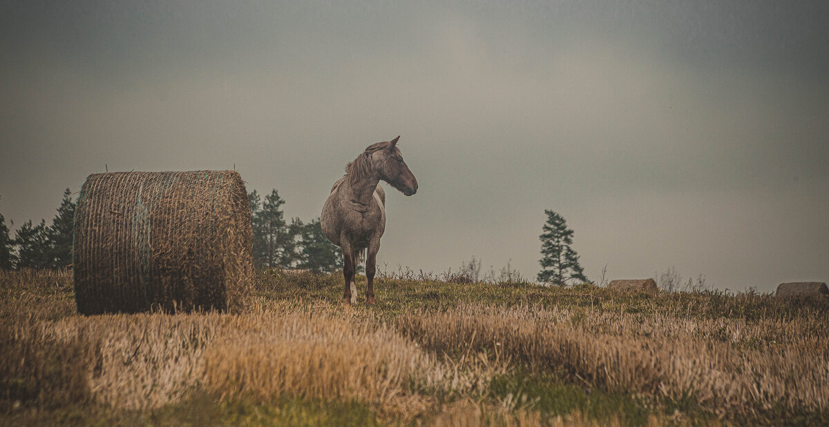 одинокая лошадка - Екатерина Счасная
