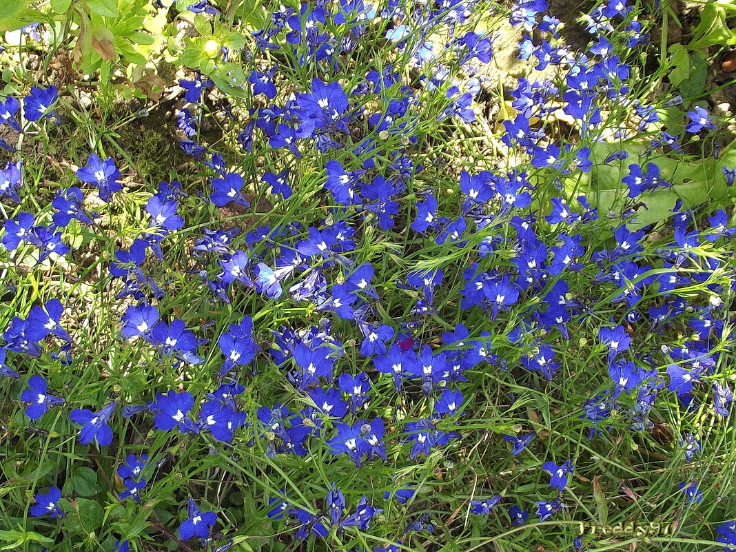 Лобелия - Freddy 97