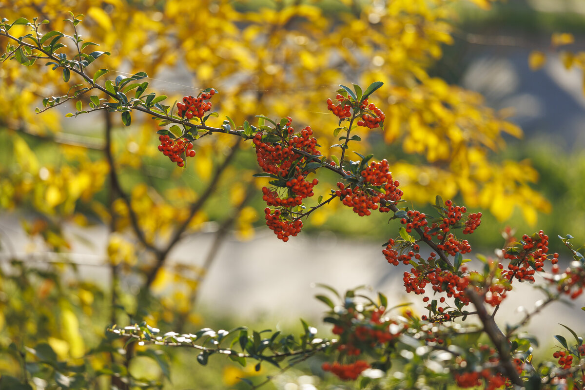 Наш декабрь - Светлана Тихонина