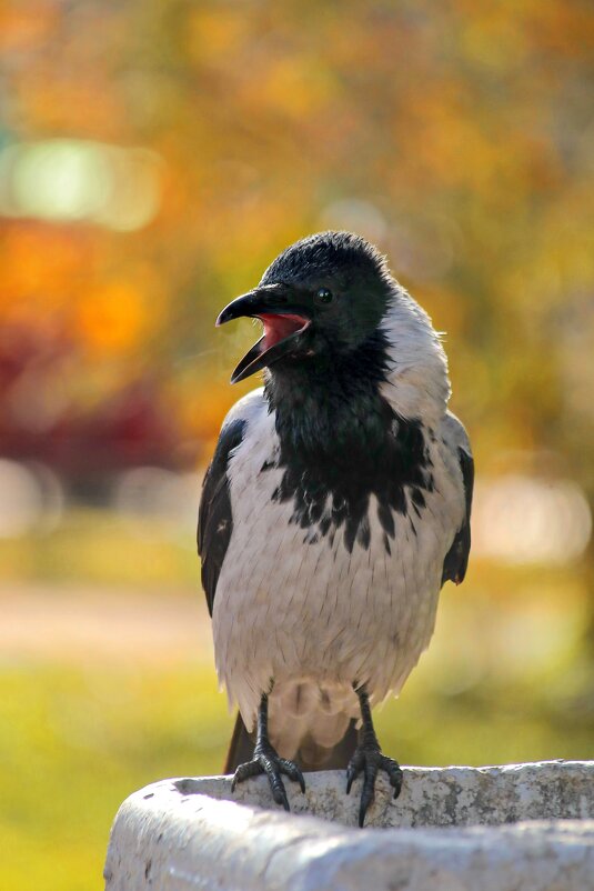 Пою для вас. - Татьяна Бравая