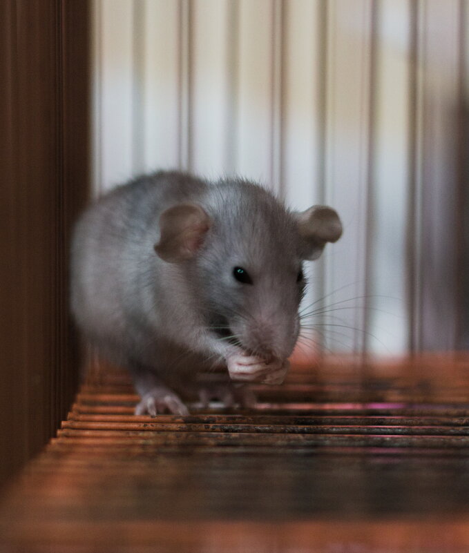 новый любимчик детей, вернее любимица - Артём 