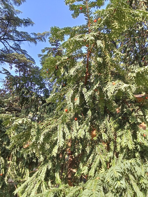 Разнообразие растительного мира. - Виктор Разнообразие растительного мира. - Виктор