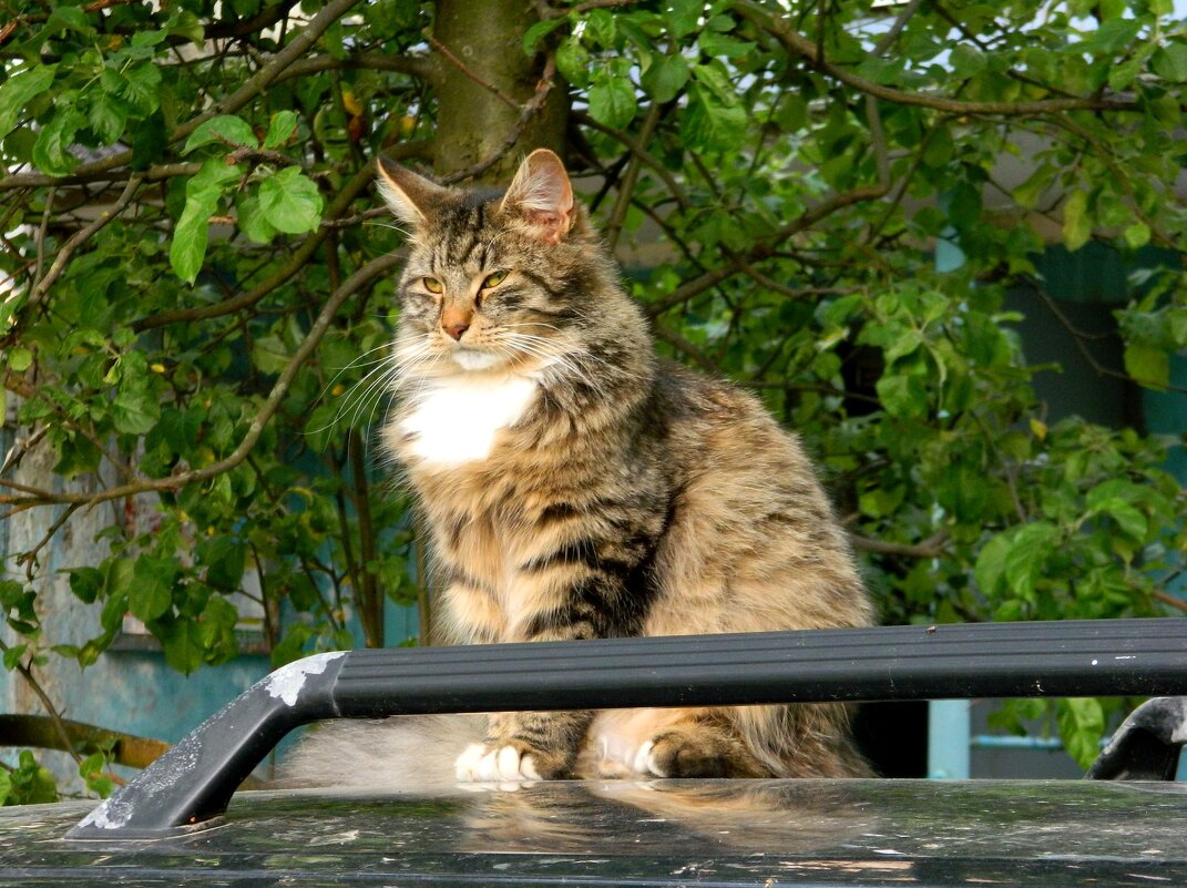 ДВОРОВЫЙ  КОТ. - Галина 