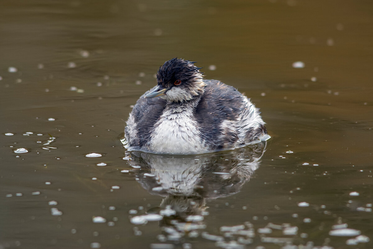 ** - Виталий Емельянов