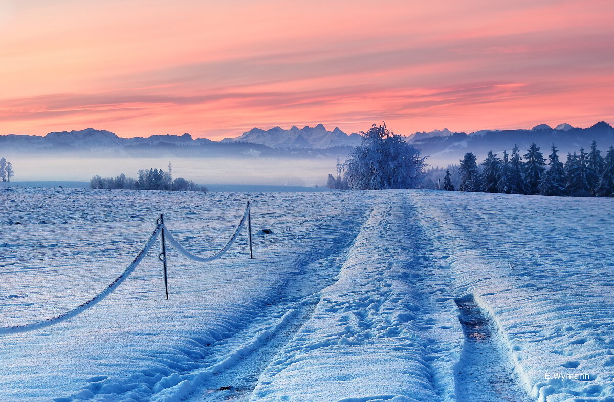 frosty morning - Elena Wymann