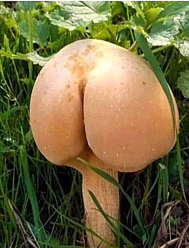 Какой год такие и грибочки. - Владимир Никольский (vla 8137)