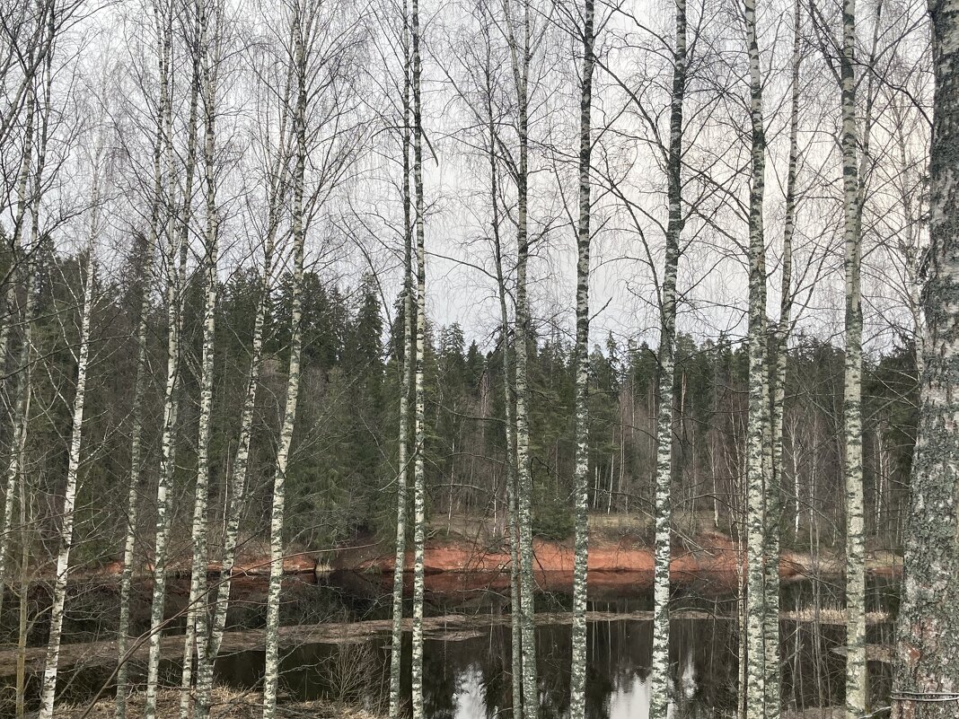 Березы - Ольга Савельева 