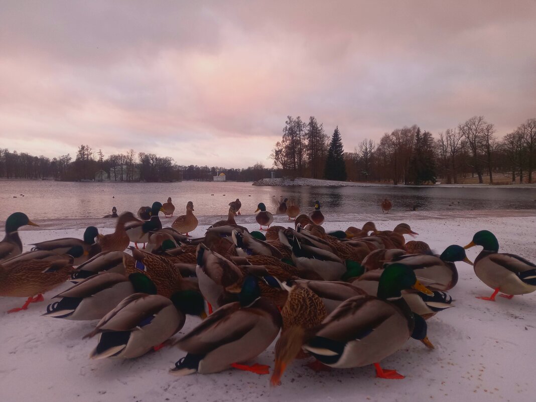 Утки - Сапсан 