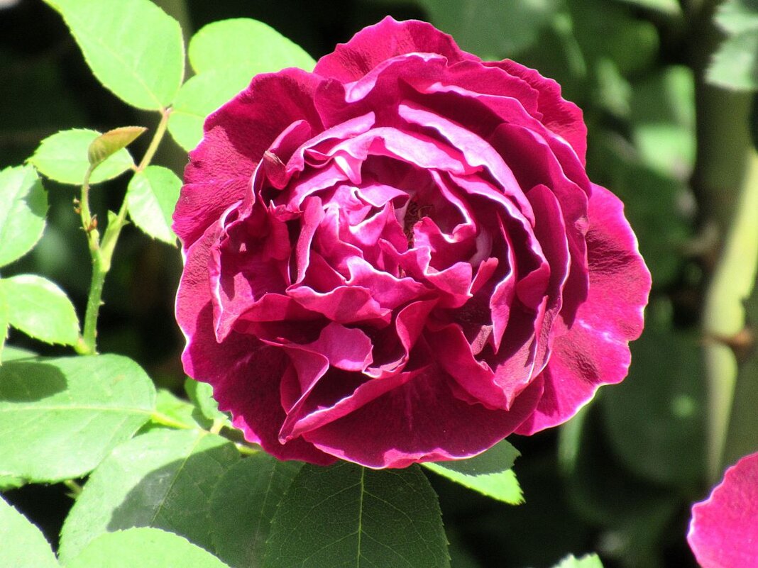 Розы... розы... - viach 