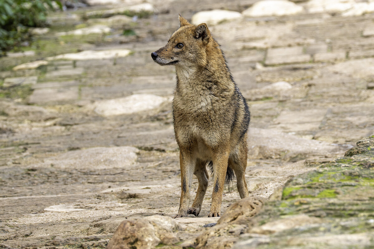 Золотистый шакал. - Alexander Amromin