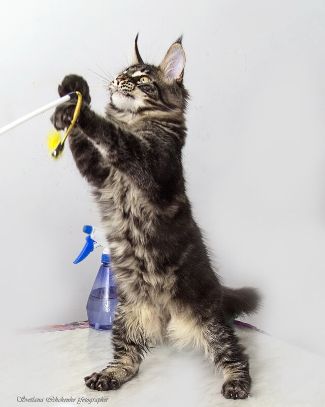 Мейн - Кун - Светлана Ищенко