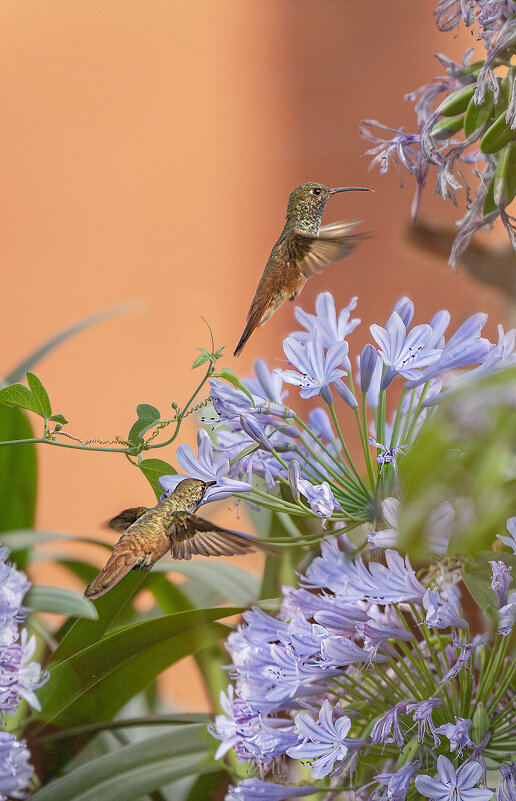 Колибри - Svetlana Galvez